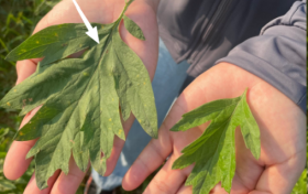 哪种艾条好？一篇教你科学鉴别与选择艾条